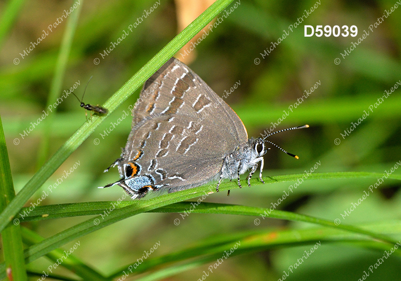 Hickory Hairstreak (Satyrium caryaevorus)